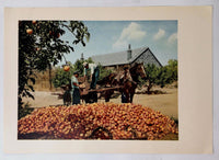 1954 PRC CHINA EMBASSY PROPAGANDA Wang Hung-yuan Apples Photograph Plate Print