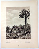 1925 GARDENS OF JERICHO Photogravure WEST BANK Palestine City Of Palm Trees