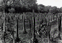 1912 Sisel Hemp Plant Sirur Poona District India Photogravure Photograph