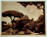 c1908 Copper Heliogravure Lehnert & Landrock Naples Umbrella Stone Pine Tree