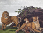 1821 Wilmsen Large Antique Hand Painted Print LION & LIONESS & Young Family
