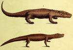 1821 Wilmsen Large Hand Painted Print CROCODILE CAIMAN ALLIGATOR Amphibian