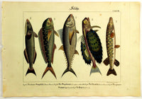 1821 Wilmsen Large Antique Print TUNA GURNARD PIKE SPOTTED FANFISH REMORA Fish