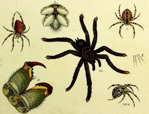 1821 Wilmsen Large Antique Hand Colored Print INSECTS CROSS SPIDER Tarantula