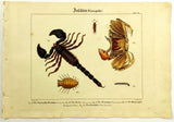 1821 Wilmsen Hand Colored INDIAN SCORPION GHOST CRAB Isopod STONE CENTIPEDE
