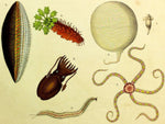 1821 Wilmsen Hand Colored SEPIA STARFISH Pale Tapeworm SEA MOUSE Sea Cucumber