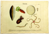 1821 Wilmsen Hand Colored SEPIA STARFISH Pale Tapeworm SEA MOUSE Sea Cucumber