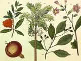 1821 Wilmsen Hand Colored Plants TOBACCO Pomegranate ARECA PALM Camphor Tree