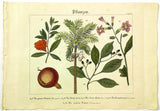 1821 Wilmsen Hand Colored Plants TOBACCO Pomegranate ARECA PALM Camphor Tree