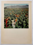 1954 PRC CHINA EMBASSY PROPAGANDA Sunflowers Hopei Province Photograph Plate