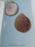 1958 1st SEA SHELLS Tropical West AMERICA Marine Mollusks California Colombia