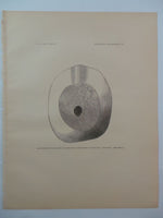 1882 CRANIAL AMULETS Prehistoric Trephining Trepanning Skull Vertex Tartar Sword