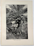 1912 Toddy Man Palm Tree Wine Neera Padaneer India Photogravure Photograph