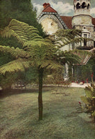 1912 Tree Fern Garden Shrubbery Nightingale Park Darjeeling India Chromolithogra