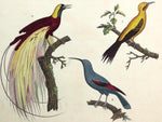 1821 Wilmsen Large Antique Hand Painted BIRD OF PARADISE YELLOWNAPE WALLCREEPER