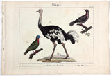 1821 Wilmsen Large Antique Birds COMMON EMERALD DOVE TURTLE SENEGAL OSTRICH
