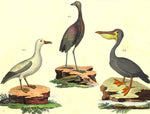 1821 Wilmsen Hand Painted Antique Birds ALBATROSS PELICAN GREY WINGED TRUMPETER