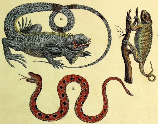 1821 Wilmsen CENTRAL AMERICAN RATTLESNAKE IGUANA CHAMAELEON Amphibian