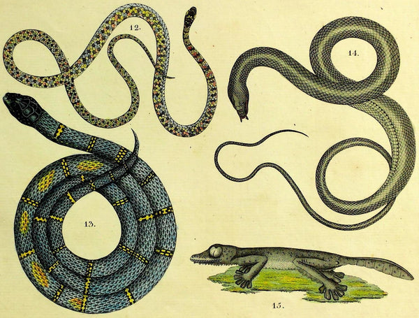 1821 Wilmsen GIANT LEAFTAIL GECKO CHAIN KING SNAKE TENTACLED VIPER Amphibian