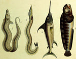 1821 Wilmsen LARGEHEAD HAIRTAIL BELTFISH SAND EEL SWORDFISH WOLFFISH Fish