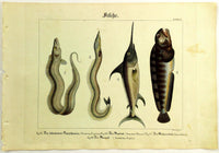 1821 Wilmsen LARGEHEAD HAIRTAIL BELTFISH SAND EEL SWORDFISH WOLFFISH Fish