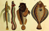 1821 Wilmsen Antique Print DRAGONET BANDFISH SCORPIONFISH EUROPEAN PLAICE Fish