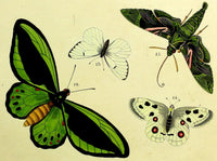1821 Wilmsen Print Insects APOLLO BUTTERFLY OLEANDER HAWK MOTH GREEN BIRDWING