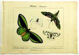1821 Wilmsen Print Insects APOLLO BUTTERFLY OLEANDER HAWK MOTH GREEN BIRDWING