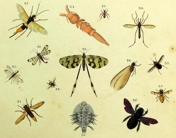 1821 Wilmsen INSECTS Ant SAW FLY Bumblebee ARGULUS Scorpion Fly BOTFLY Crane FLY