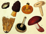 1821 Wilmsen Hand Colored Mushrooms TRUFFLE Morchella Fungus AGARICUS Sponges