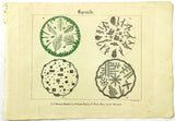 1821 Wilmsen Antique Crystals Green Cooking SALT Sal Ammoniac SEDATIO KOCH SALZ