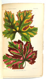 Rare 1892 1st Edition CALIFORNIA VINE DISEASE Color Plates Vegetable Pathology