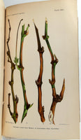 Rare 1892 1st Edition CALIFORNIA VINE DISEASE Color Plates Vegetable Pathology
